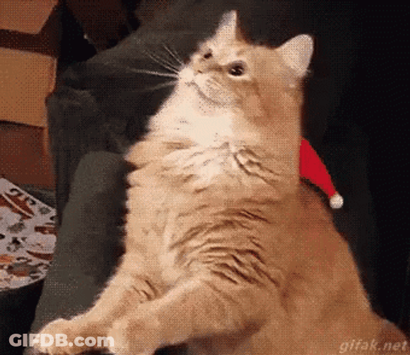 Christmas Cat Santa Hat GIF