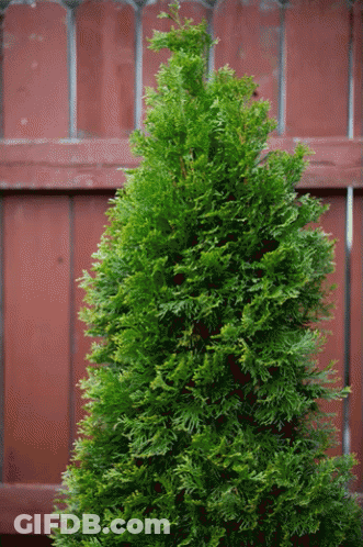 Christmas Decorating GIF