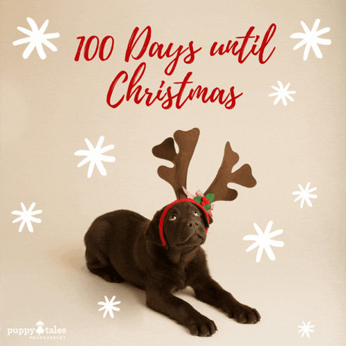 Christmas Dog 100 Days Until Christmas GIF