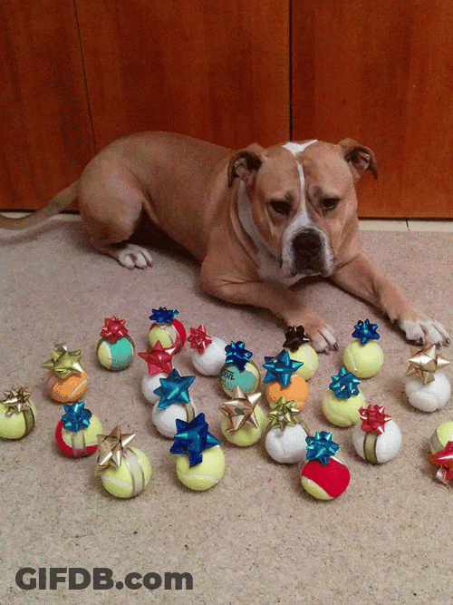 Christmas Dog And Christmas Balls GIF