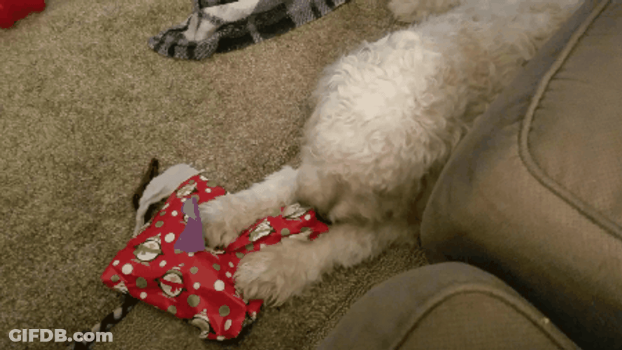 Christmas Dog Opening His Gift GIF
