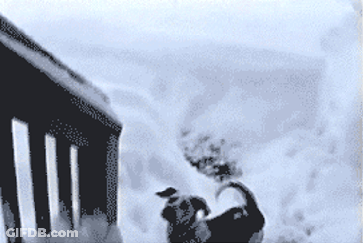 Christmas Dog Playing In The Snow GIF