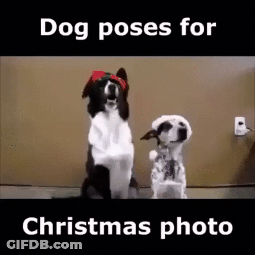 Christmas Dog Poses For Christmas Photo GIF