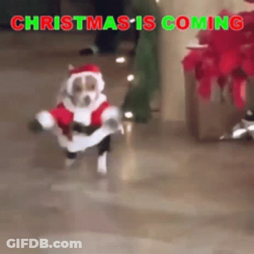 Christmas Dog Running Christmas Is Coming GIF