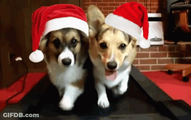 Christmas Dogs Santa Hat Treadmill GIF