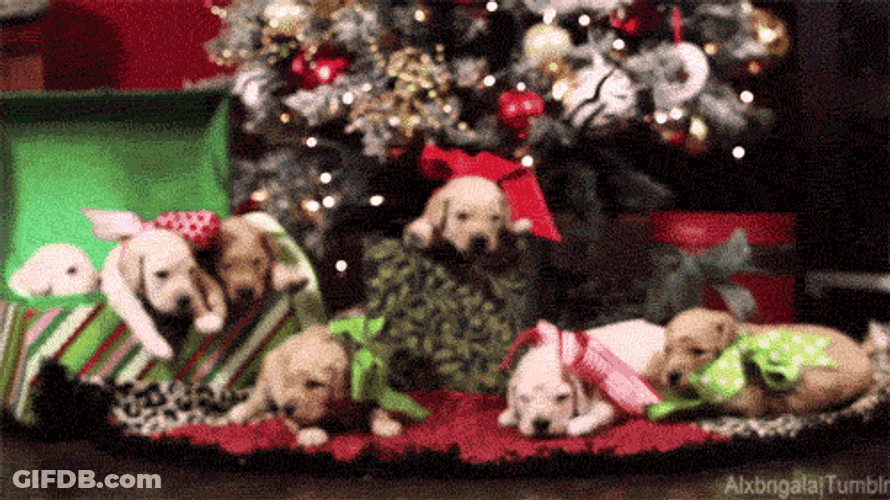 Christmas Dogs Under Christmas Tree GIF