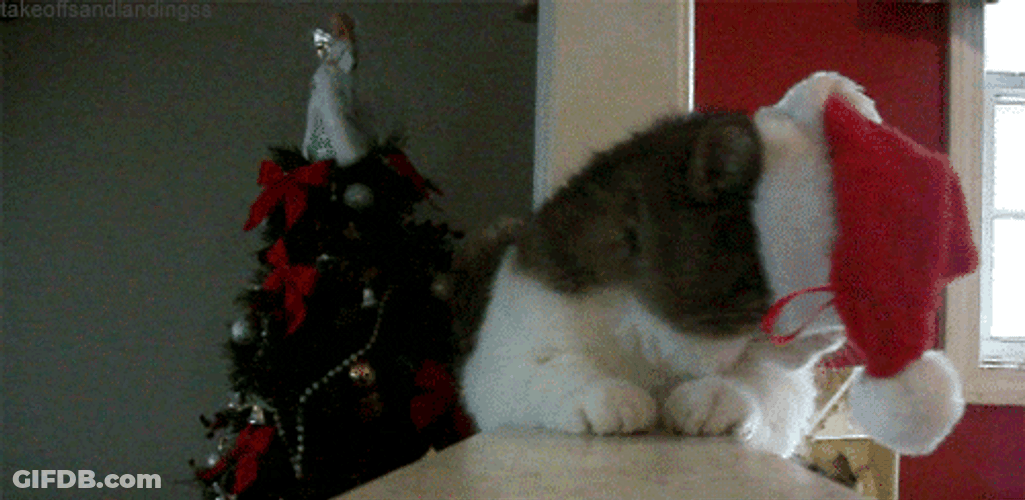 Christmas Hat Annoyed Cat GIF