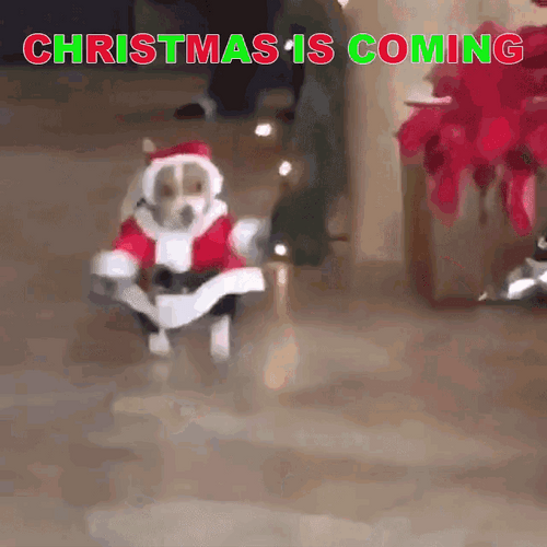 Christmas Is Coming Dog GIF