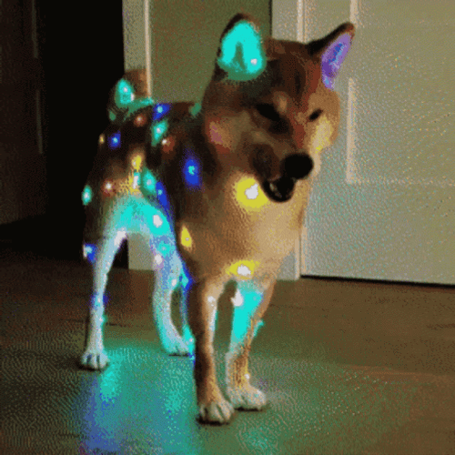 Christmas Lights Cute Dog GIF