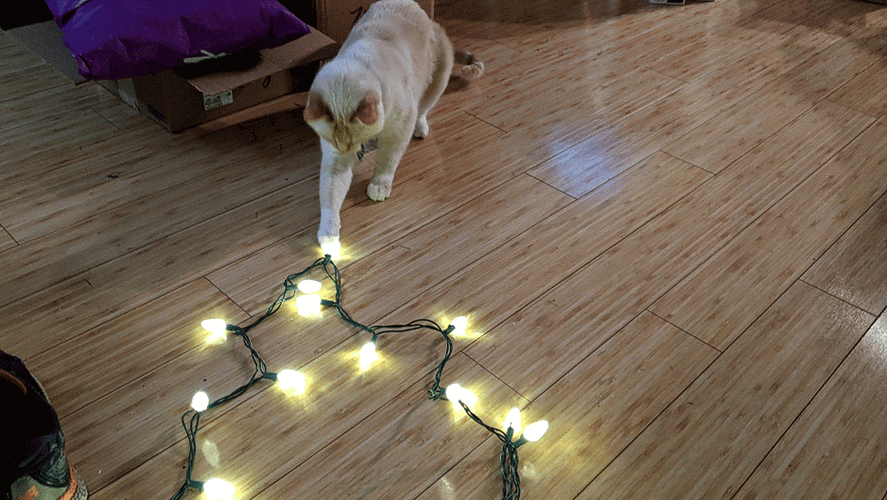 Christmas Lights Playful Cat GIF