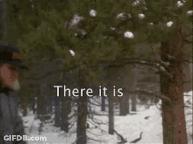 Christmas Tress Spotlight There It Is GIF