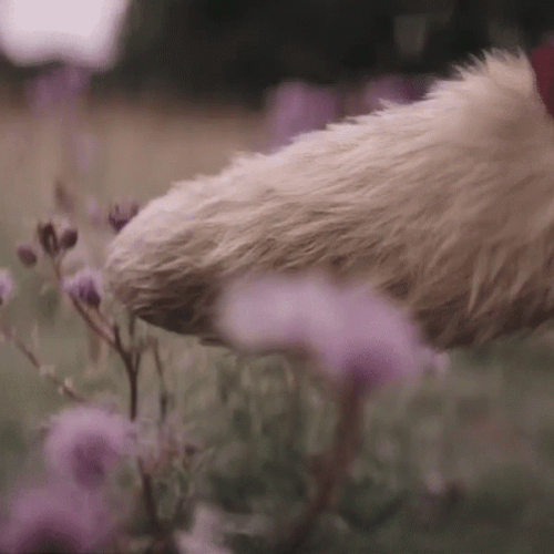 Christopher Robin Flower Field GIF