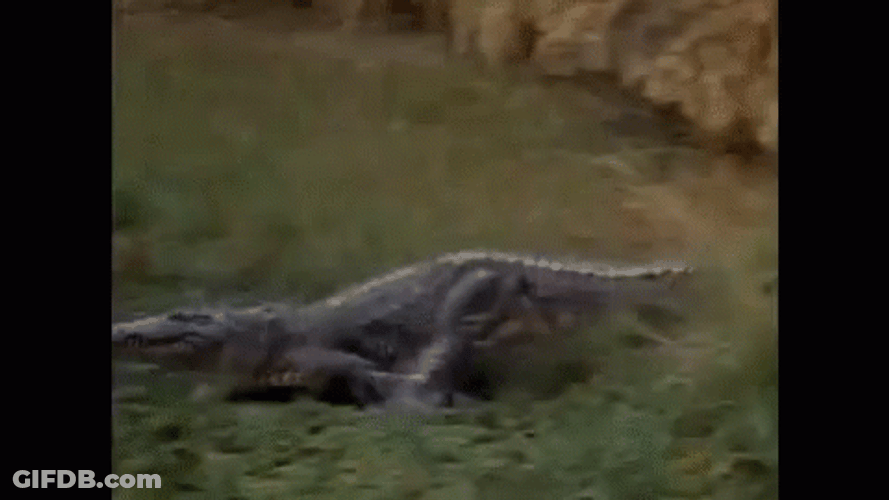 Chubbs Happy Gilmore Alligator Attacks Python GIF