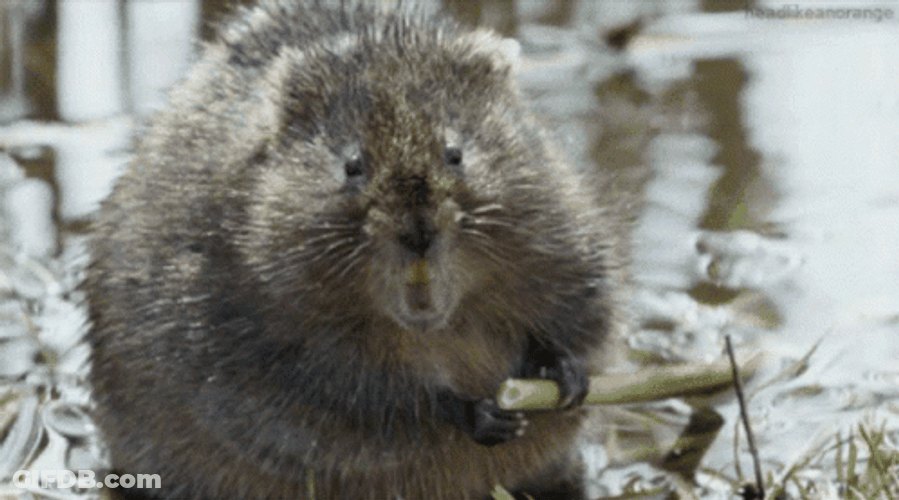 Chubby Beaver Munching On Stalk GIF