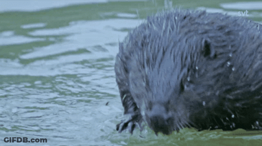 Chubby Beaver Submerging In Water GIF