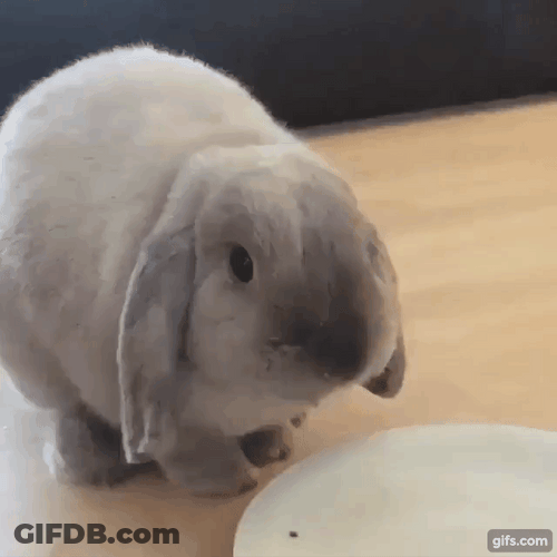 Chubby Bunny Eating Lick GIF