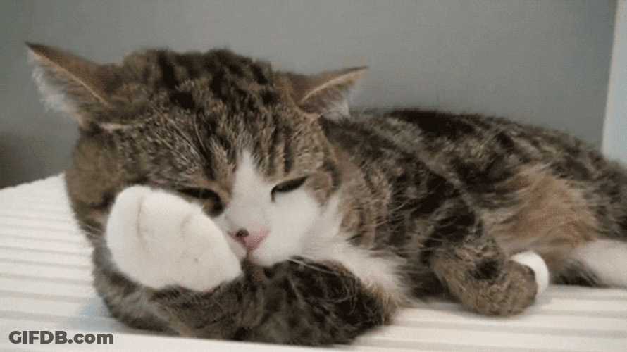Chubby Cat Paw Lick GIF
