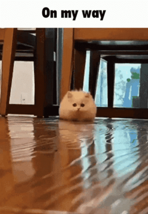 Chubby Cat Running GIF