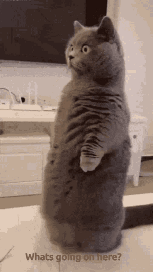 Chubby Cat What Is Going On GIF