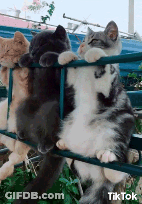Chubby Cats Chilling Hanging GIF