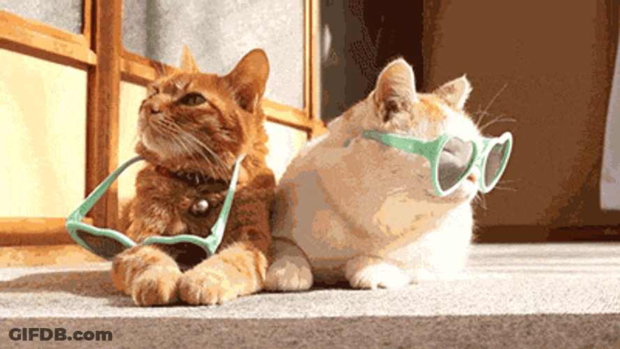 Chubby Cats Heart Sunglasses GIF