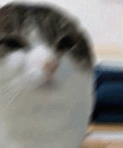 Chubby Cute Beluga Cat GIF
