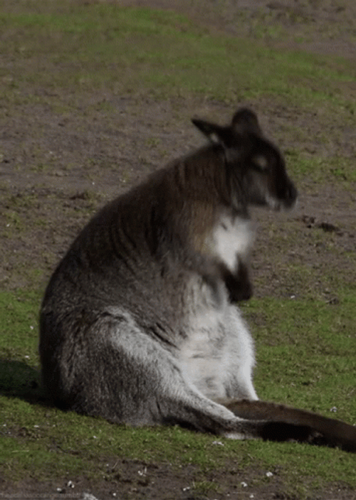 Chubby Kangaroo Bounce GIF