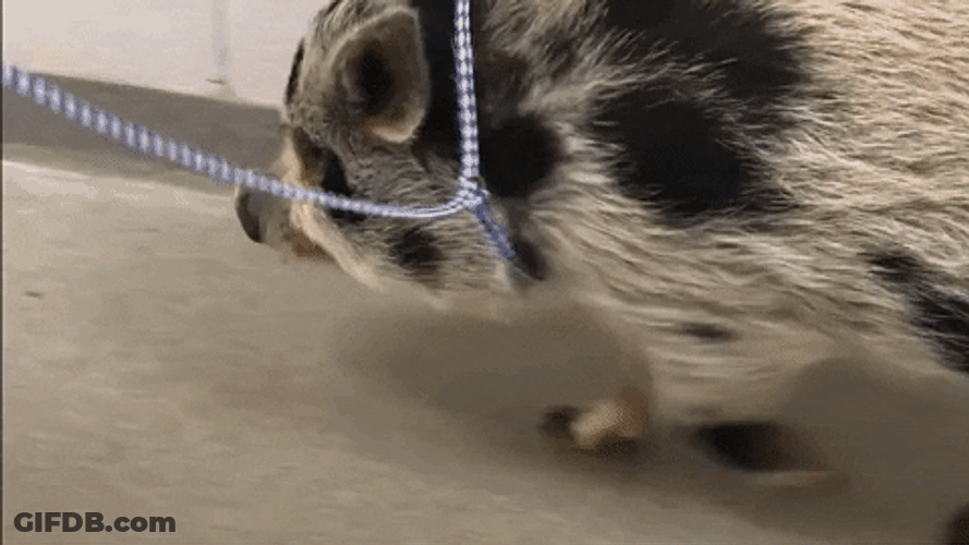 Chubby Pig Walking Fast With Rope In Neck GIF