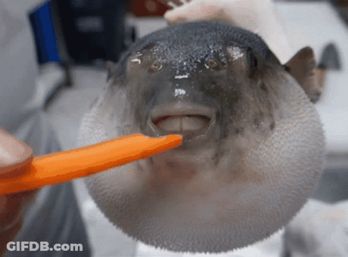 Chubby Pufferfish Eating GIF