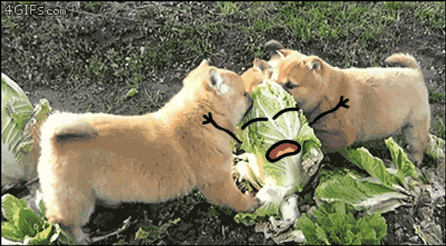 Chubby Puppies Eating Cabbage GIF