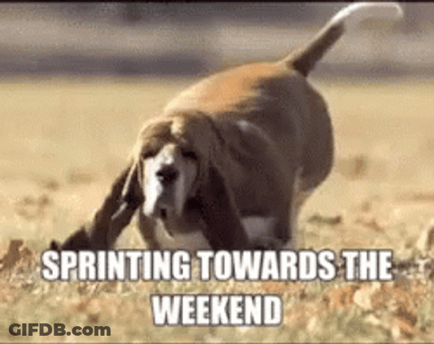 Chubby Puppy Sprinting Long Weekend GIF