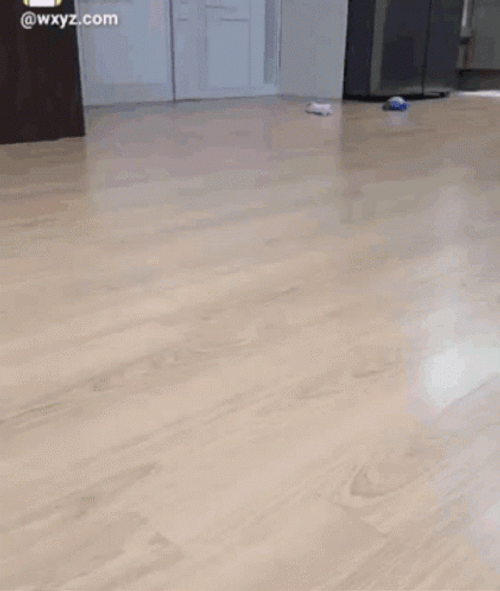 Chucky Cute Dog Running GIF