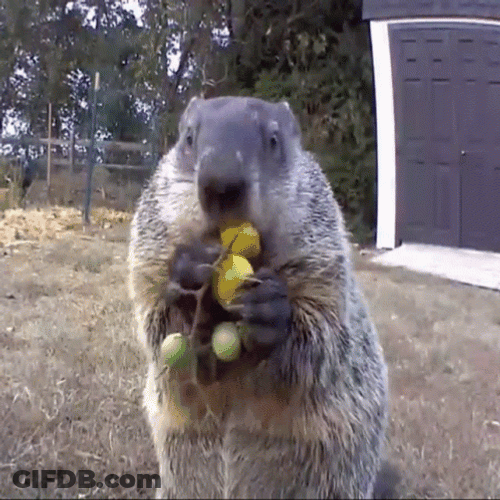 Chunk The Groundhog GIF