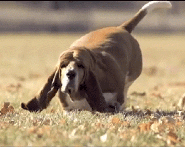 Chunky Beagle Dog GIF