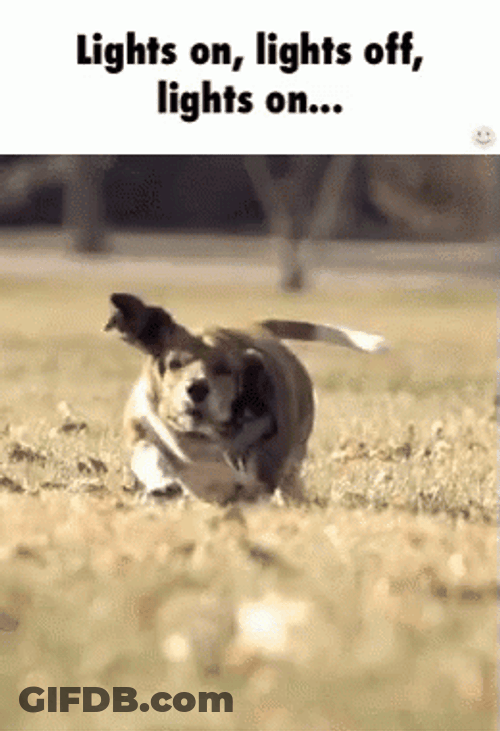 Chunky Beagle On The Fields GIF