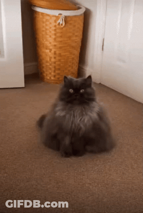 Chunky But Grumpy Kitty GIF
