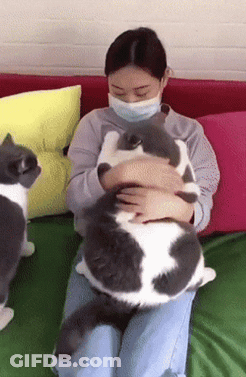 Chunky Cat Getting Cuddles GIF