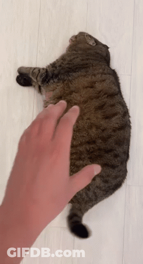 Chunky Cat Got So Much Tickles GIF