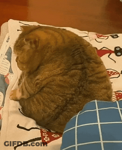 Chunky Cat In A Bad Mood GIF