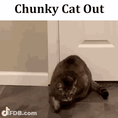 Chunky Cat Laying In Front Of Door Saying Chunky Cat Out GIF
