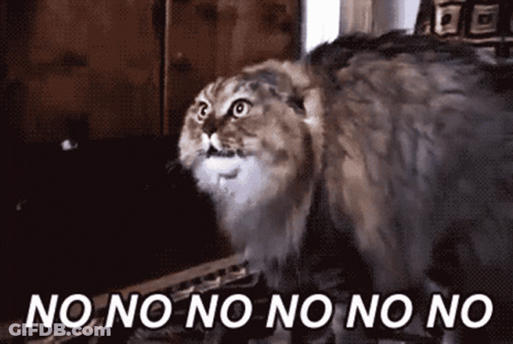 Chunky Cat No GIF