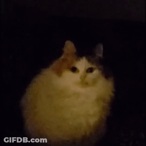 Chunky Cat On The Dark GIF