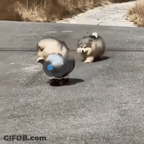 Chunky Husky Pack Skating GIF