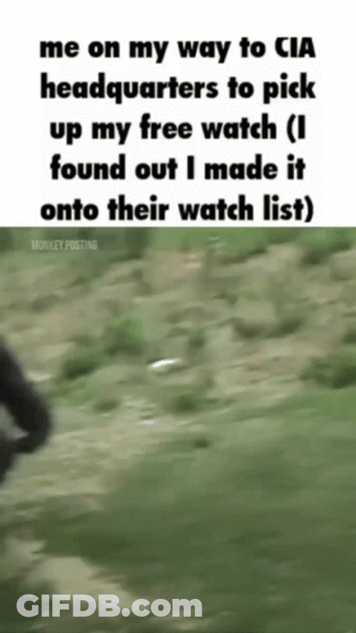 Cia Gorilla Upright Walk Watchlist Meme GIF