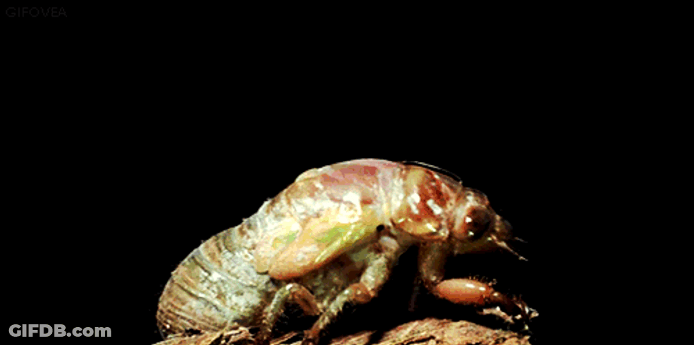Cicada Timelapse GIF