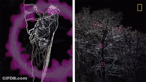 Cicadas As Loud As Rock Concert GIF