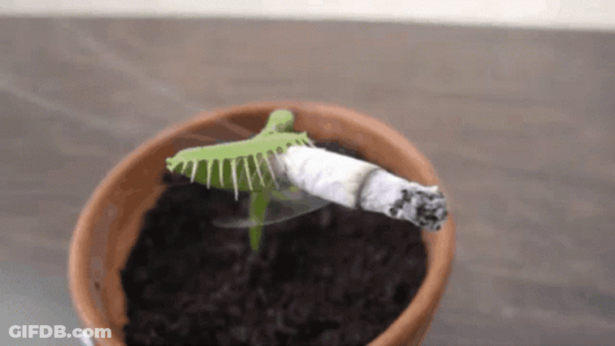 Cigarette Inserted On A Venus Fly Trap GIF