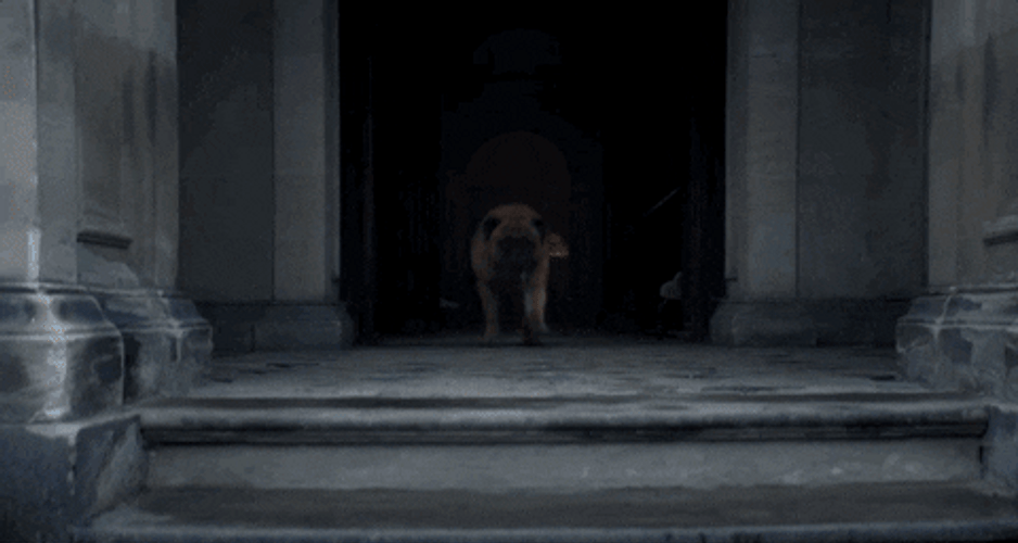 Cillian Murphy Petted A Dog GIF