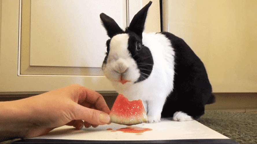 Cinemagraph Rabbit Watermelon GIF