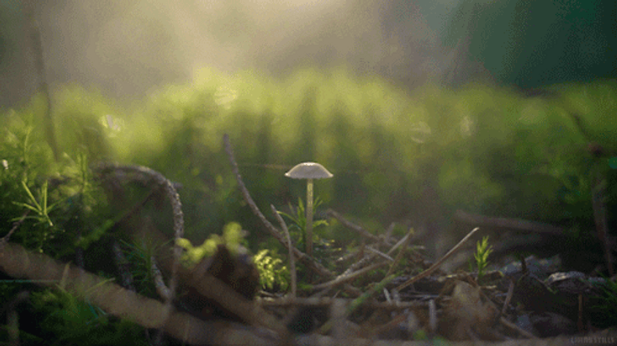 Cinemagraph Smoke In Sun GIF